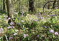 Phlox divaricata habitat in Florida.