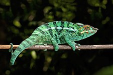 Panther chameleon (Furcifer pardalis)