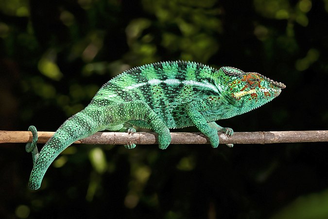 雄性豹变色龙 (Furcifer pardalis) ，摄于马达加斯加贝岛上的洛克比严格保护区。