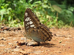 Ventral view