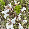 Flowers of Penstemon multiflorus