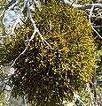 Phoradendron juniperinum