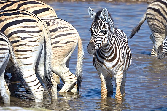 Plains zebra (equus quagga) near Namutoni in Etosha National Park, Namibia