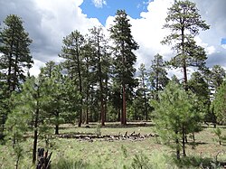 Ponderosa forest near Forest Lakes, AZ