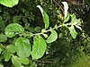 Saule (Salix aurita), Saint-Aubin-le-Cauf, France - 20100703-03.jpg