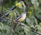 Greater wagtail-tyrant
