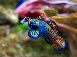 Such a pretty fish
