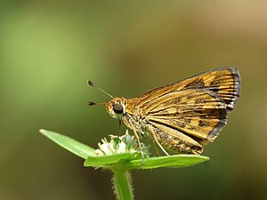 Ventral view