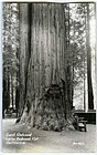 Zan 1452 - Giant Redwood Lanes Redwood Flat California