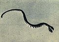 1962-01 1962年 赤链蛇基因变异导致的双头蛇