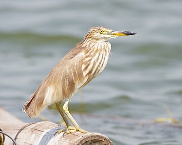 Chinese pond heron