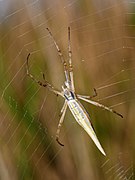 Subadult female — note yellow medial line