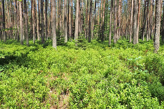 Habitat in of pine forest understory in Czermnica, Poland