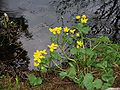 Caltha palustris