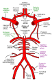 Diagram of the arterial circulation at the base of the brain.