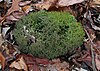 Cladonia furcata