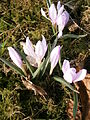 Colchicum hungaricum clump