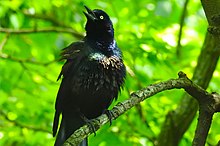 CommonGrackle