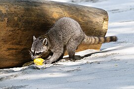 A crab-eating racoon eating a fruit on a beach