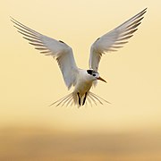 Crested Tern - Mortimer Bay