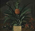 Pineapple grown in Sir Matthew Decker's garden at Richmond, Surrey (1720)