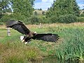 White-tailed Sea Eagle