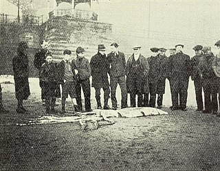 #107 (14/1/1933) Locals standing beside the Scarborough giant squid (Clarke, 1933:157, fig.; see also hand-coloured magic lantern slide of same)