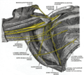 The right brachial plexus. The subclavian nerve is not visible, but the muscle it innervates called the subclavius can be seen underneath the clavicle.