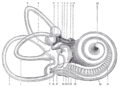 Right human membranous labyrinth, removed from its bony enclosure and viewed from the antero-lateral aspect