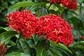 Ixora casei