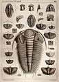 Trilobites drawing, Joachim Barrande