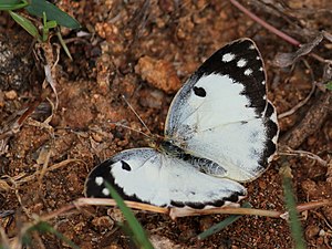 Dorsal view (female)