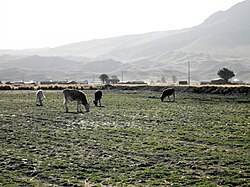 Cows on a meadow in Mañazo District