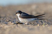 Common house martin