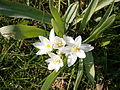 Ornithogalum balansae