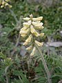 Oxytropis pilosa