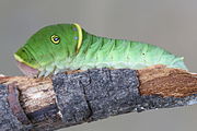 Caterpillar, green variant.