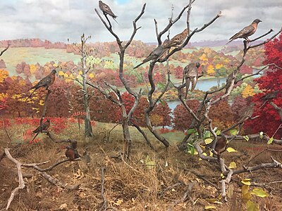 Passenger Pigeons from Johnson County, Iowa in this 1890s scene in a diorama featuring the now extinct bird
