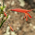 Flower of Penstemon pinifolius