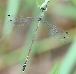 Platylestes platystylus male