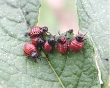 3rd instar stage of larvae