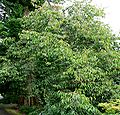 Rehderodendron macrocarpum