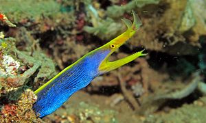 Ribbon eel (Rhinomuraena quaesita)