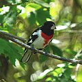 Rose-breasted Grosbeak