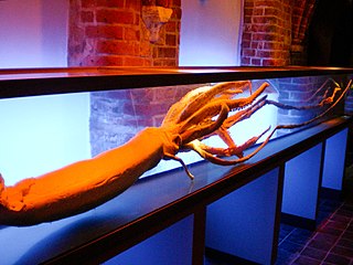 #478 (?/8/2003) Giant squid specimen with tentacles fully extended, exhibited at the German Oceanographic Museum in Stralsund