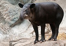 Baird's tapir (Tapirus bairdii)