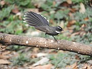 At Sattal near Bhimtal, India