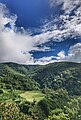 古茶樹林，雲南普洱困鹿山。