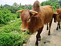 A brown Ongole Bull found in the Philippines