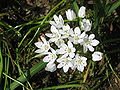 Allium neapolitanum